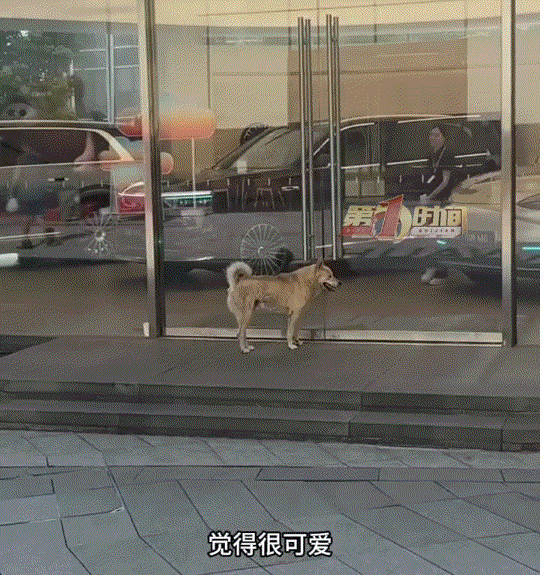 暖心了！重庆，一男子去一家4s店准备给自己车子充电，期间就看到一只狗子直奔4S店