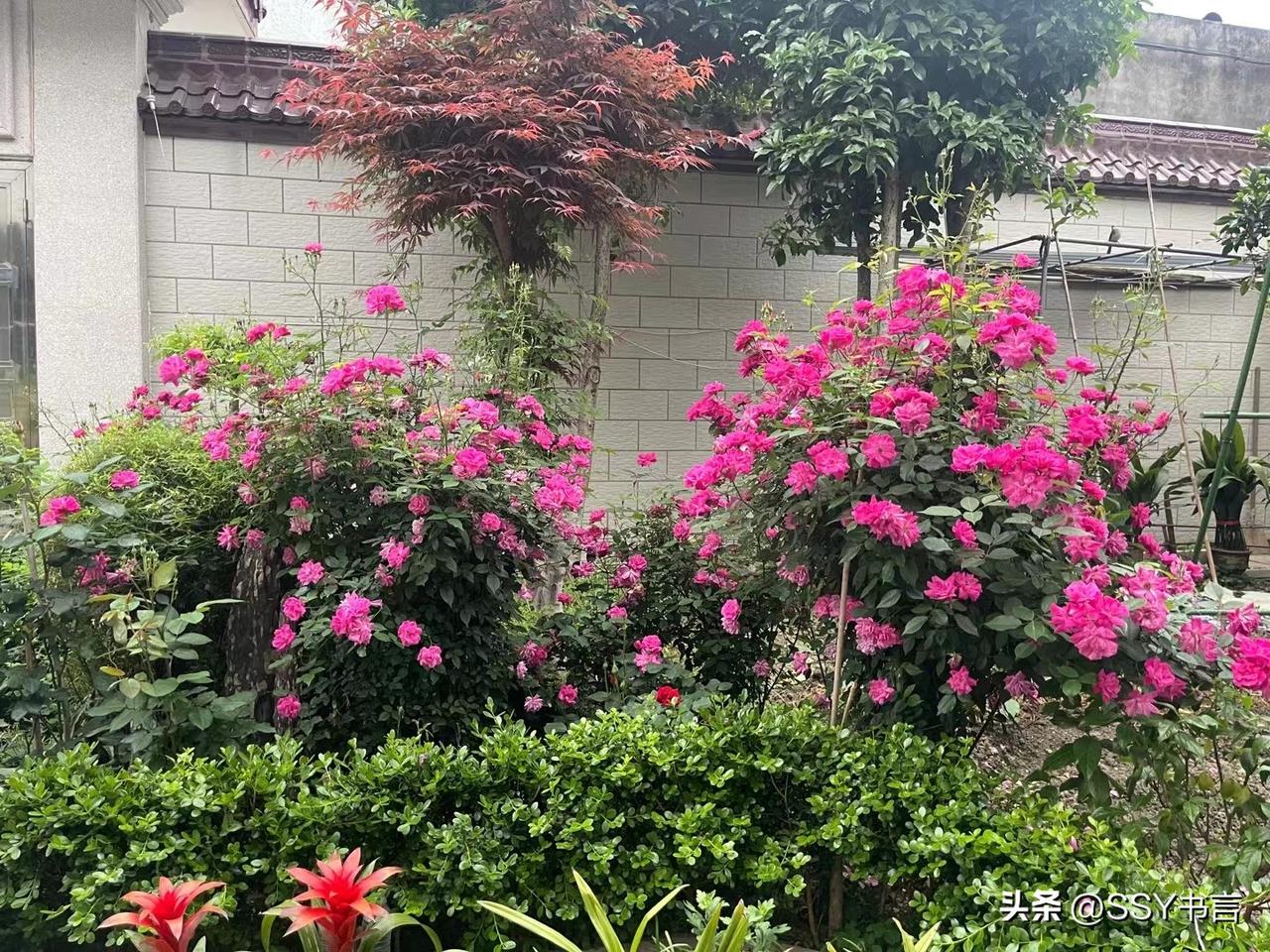 旧照留存小院美景，繁花簇拥红枫，平凡日子满是诗意