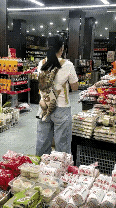 这样带猫出来溜达，猫肯定是不舒服的，感觉这个背带设计的不是很合理，让猫子四肢都悬