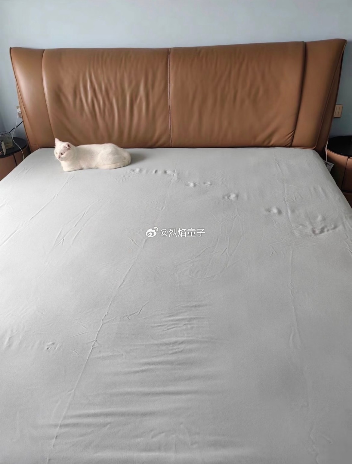 新铺好的床单猫主子哒、哒、哒、哒、哒、 bia ​​​