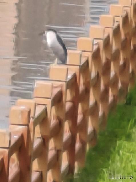 晒图大赛认真生活的小鸟