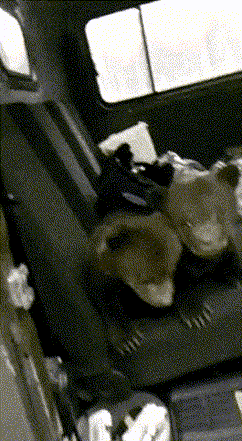 这狗子有点熊啊！