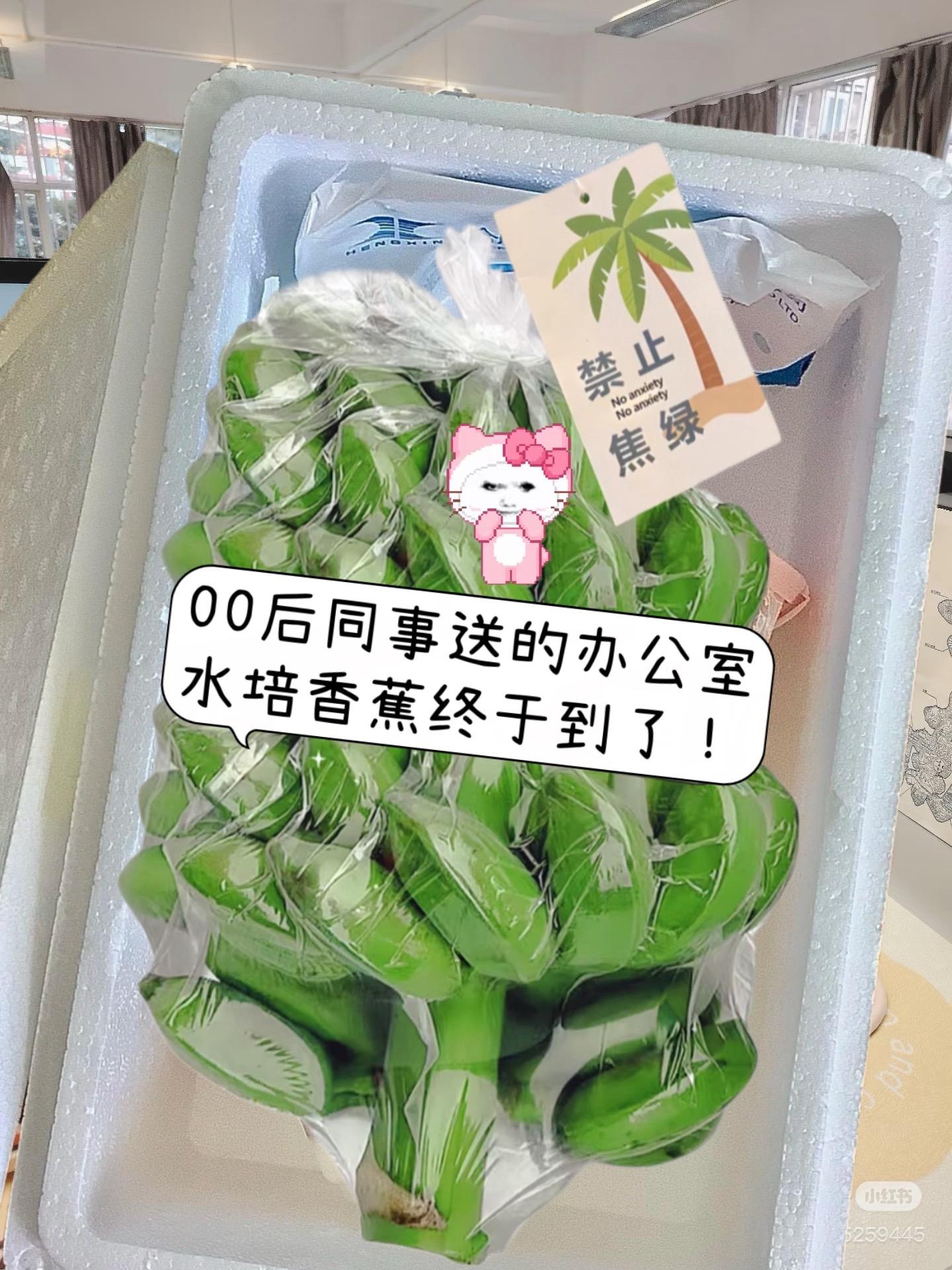 在办公室种香蕉吃真的太快乐了！现在开始禁止“蕉绿”，这个水培香蕉就是办...