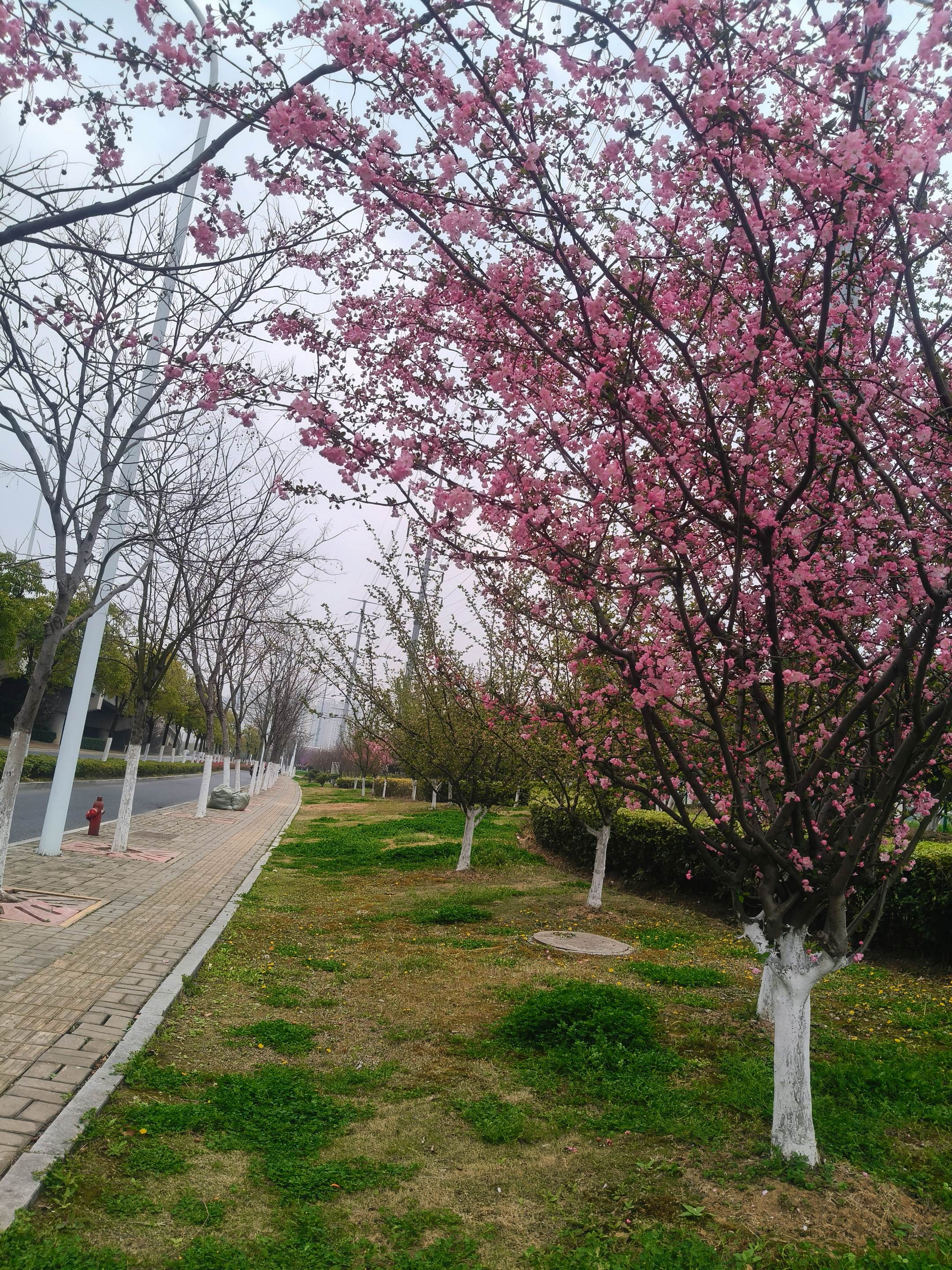 记录一下，下班路上的美景💐。其实美景就在我们身边，只需要我们放慢脚步...