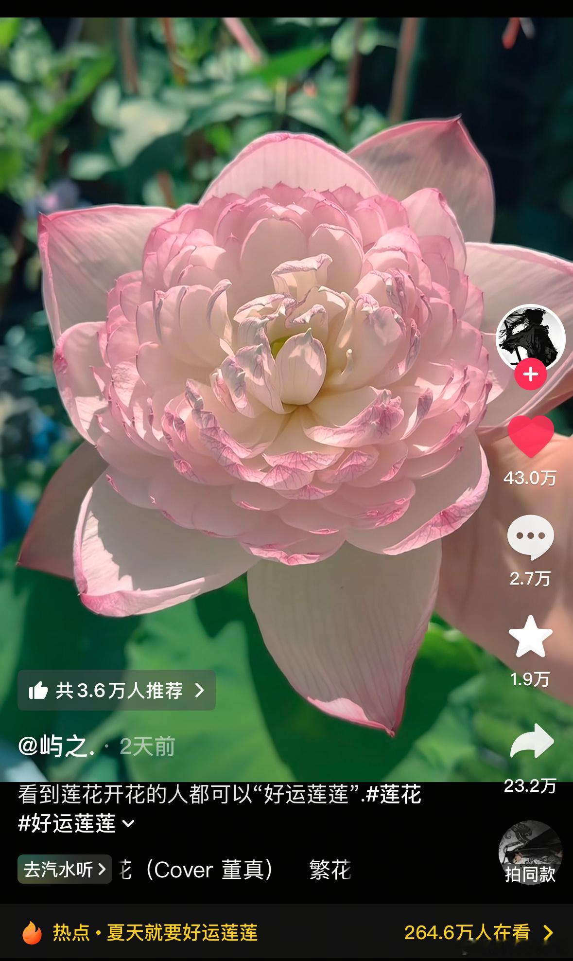 看到莲花开花的人都可以“好运莲莲”🙏🏻看到白鹿喜欢这个作品惹  我们莫离也要