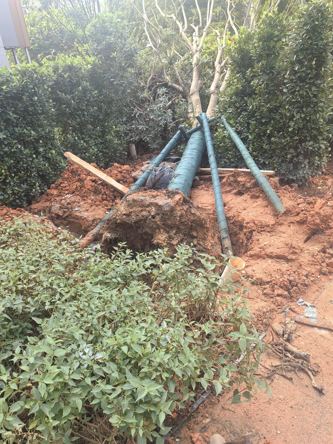 南宁，昨天下午突然间大风大雨，公园的树连根拨起，真的是好险