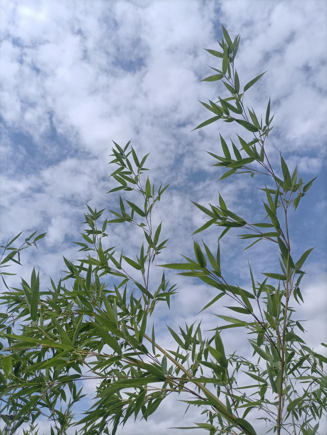 【夏之韵·蓝天下的绿竹子】夏日生活打卡季
蓝天下绿色的竹子，
充满了生命的活力。