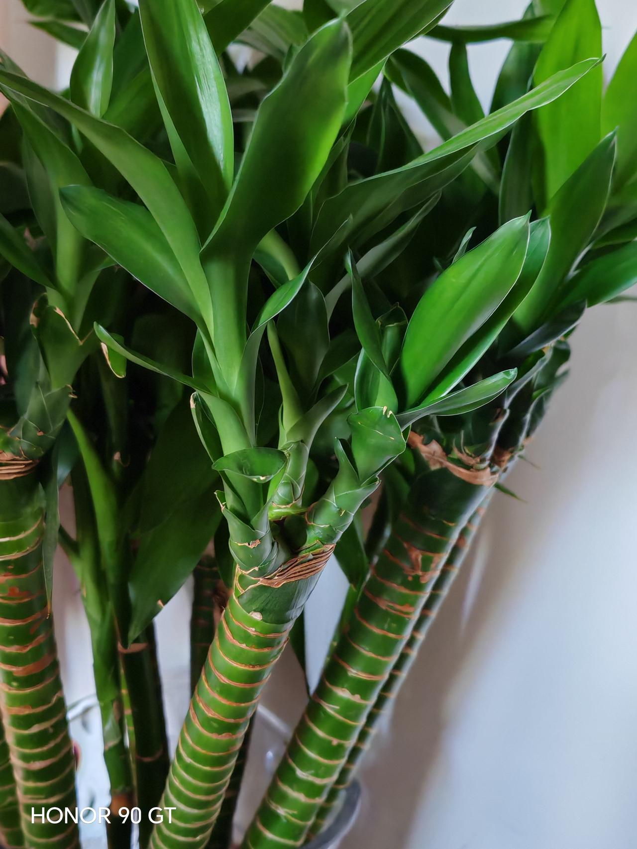 春天花会开，
快乐每一天。