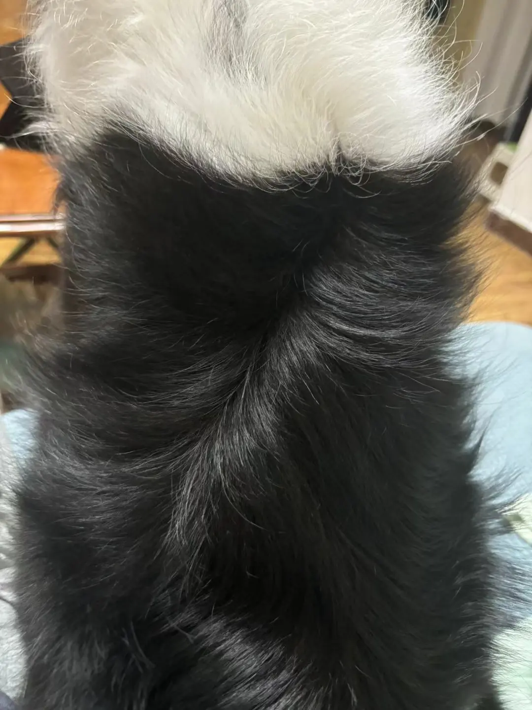 毛毛亮亮人见人爱