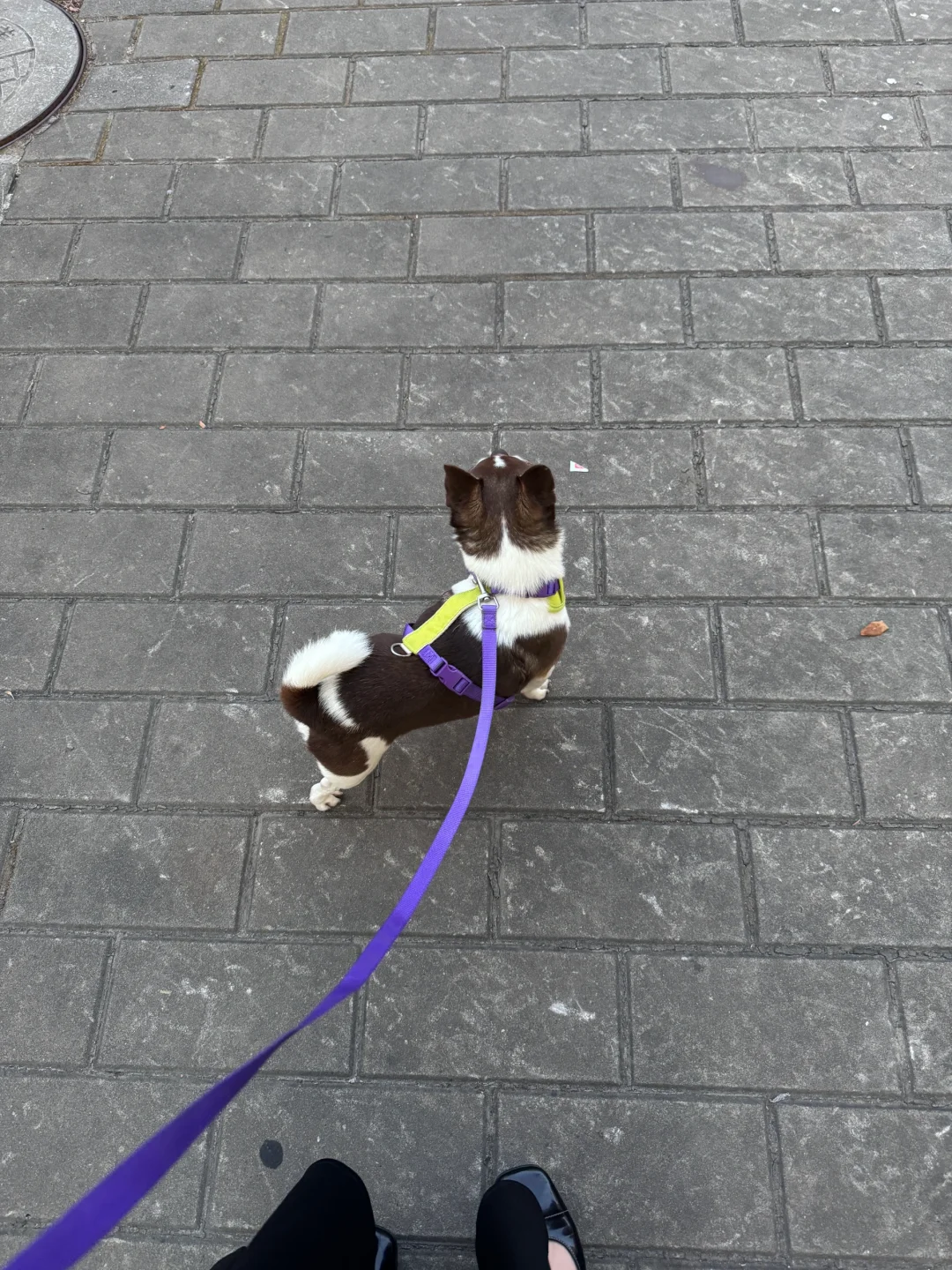 四季里夏日最瘦｜吉娃娃日常