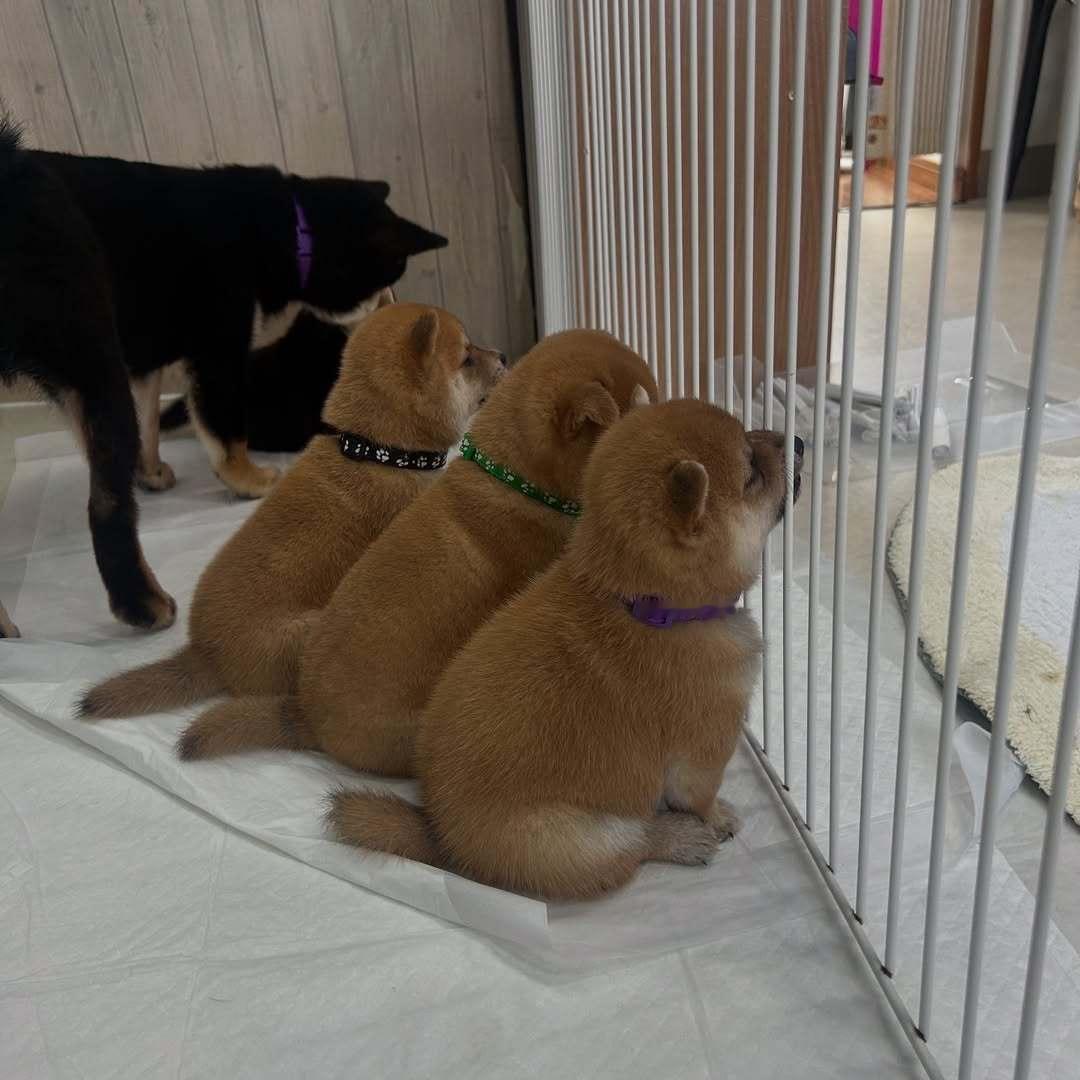 乖乖等待妈妈来接的小狗 ​​​