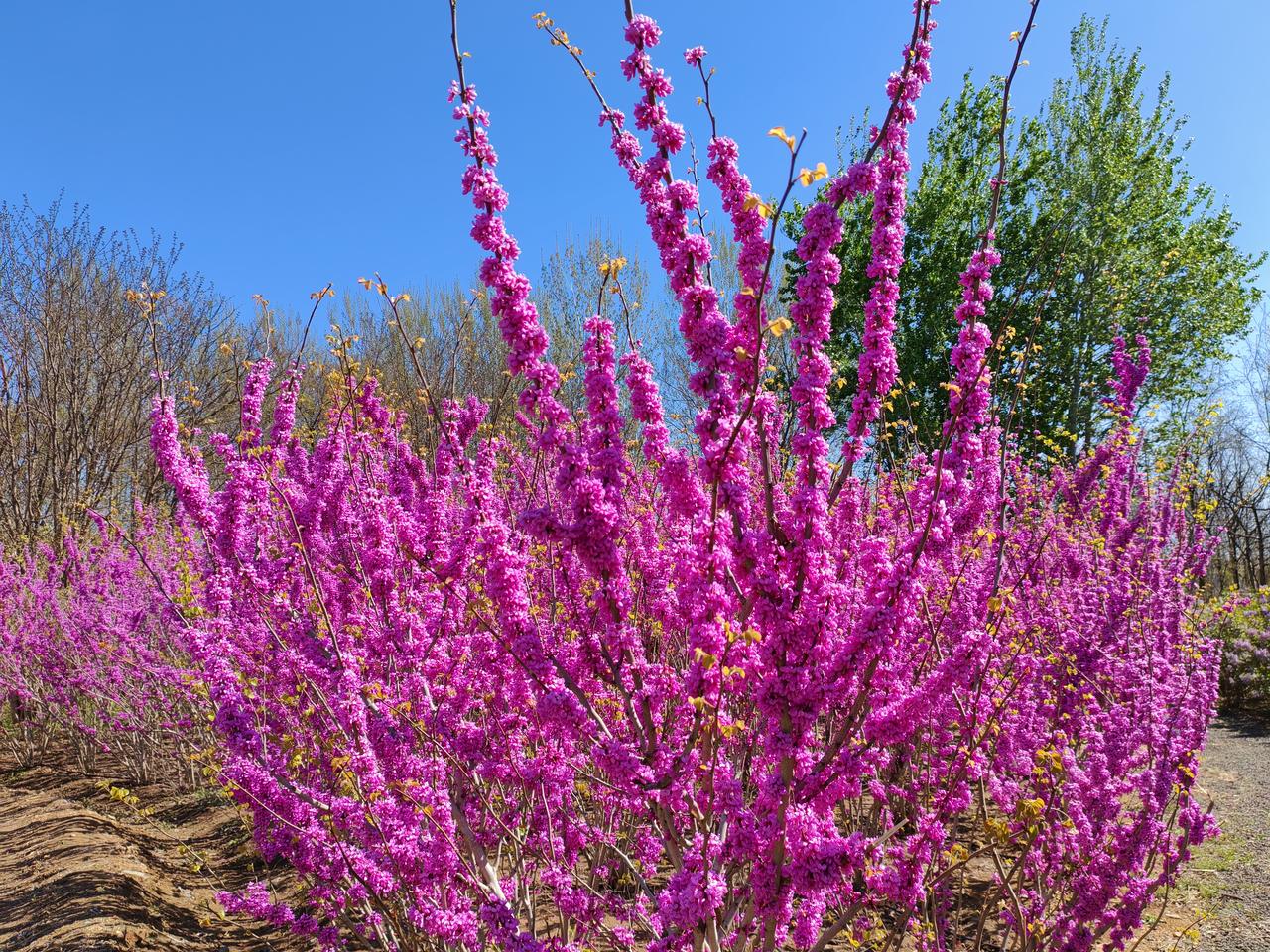 郑丽文率团访问大陆对台湾当前形势的影响力有多大！
郑丽文此次“2026和平之旅”
