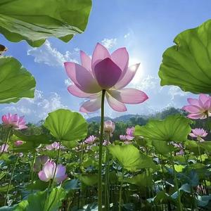 丁香寻幽梦
