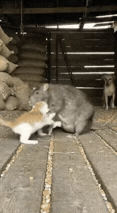 如果大猫不帮忙，
小猫可能搞不定。