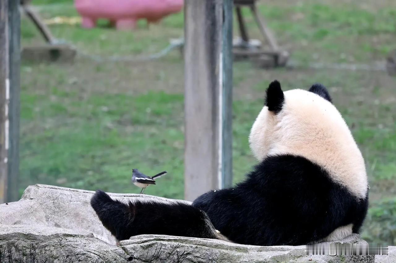 这怎么可能是渝爱的侧颜杀呢？

这明明是变天了！

渝爱没有收割鸟命，反而跟小鸟