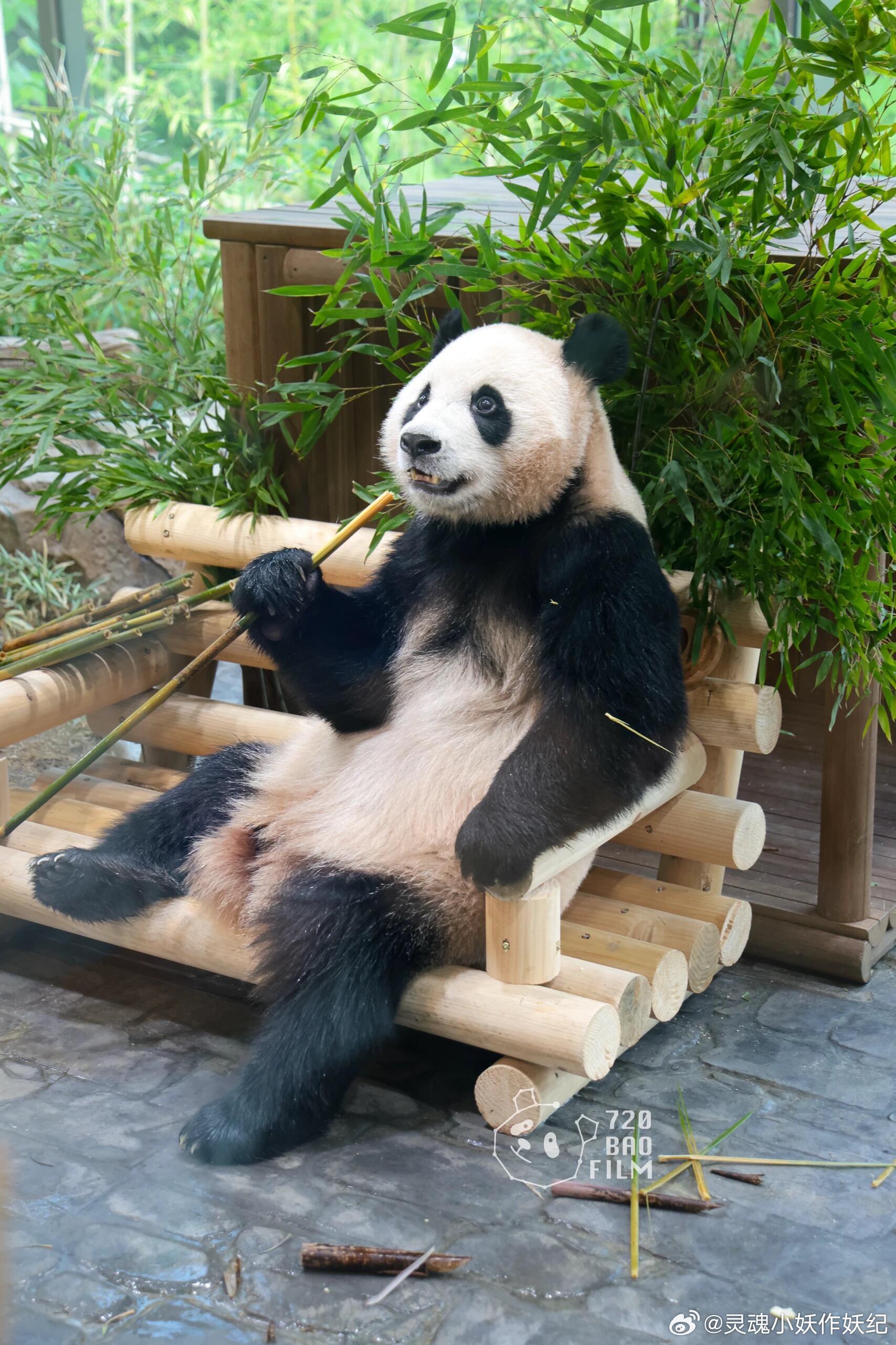 辉宝这坐姿一看就是大佬 