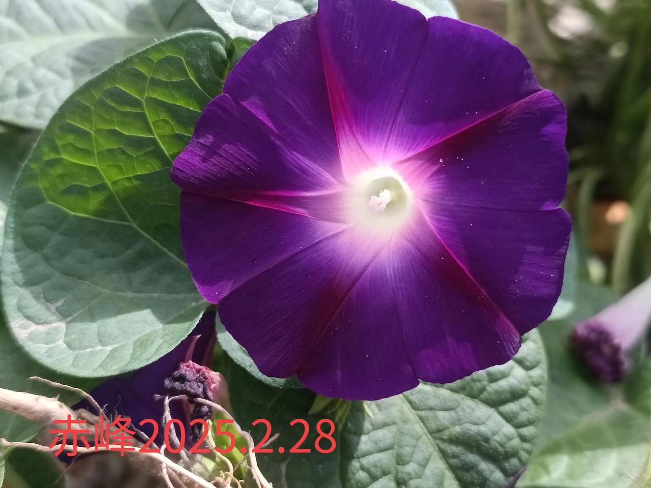 谁拍过牵牛花，发上来秀秀随手一拍，路边的牵牛花。