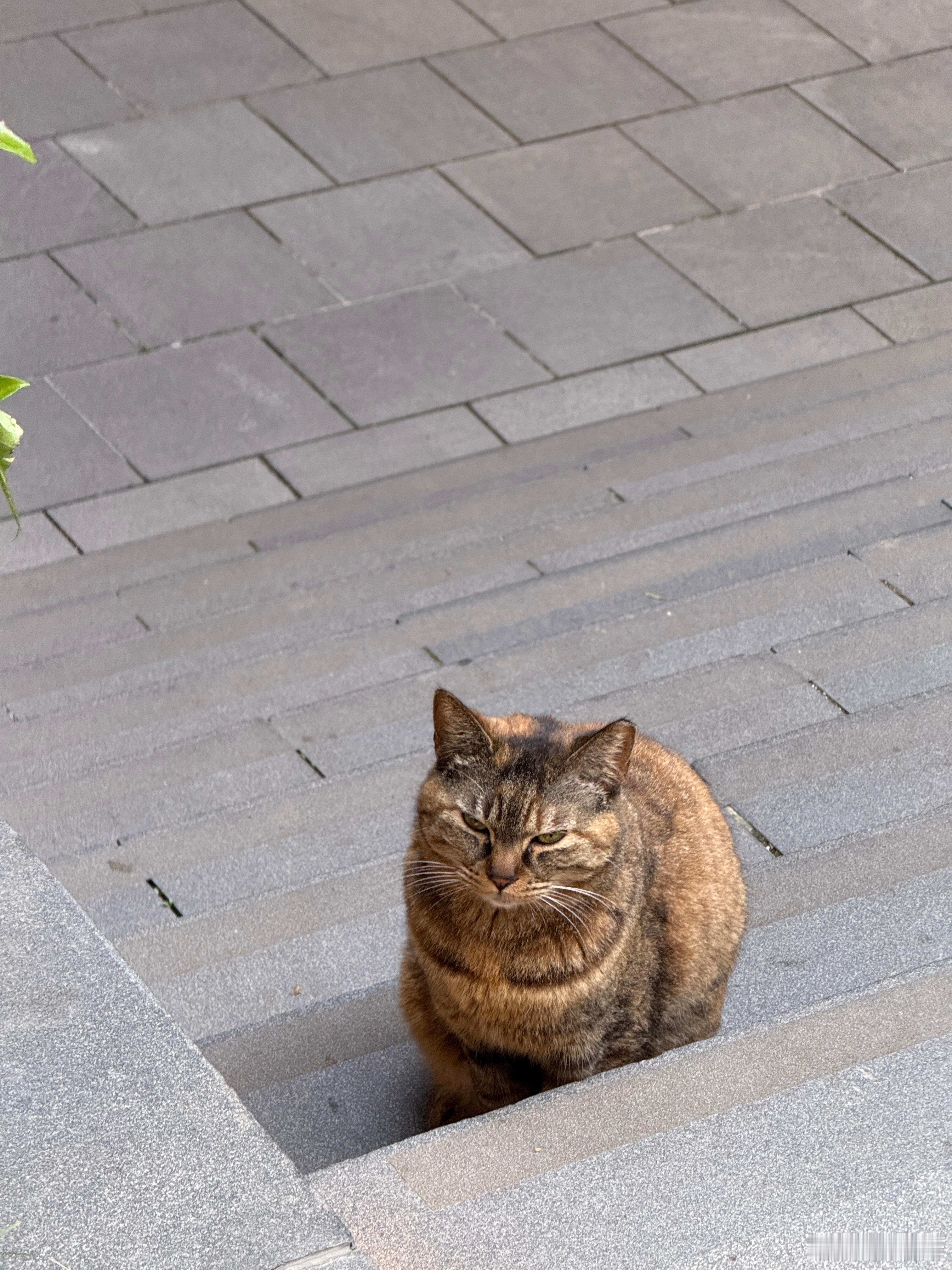 咪咪这个眼神也太凶了！果汁为啥叫我的狗子们！你们猜猜！ ​​​