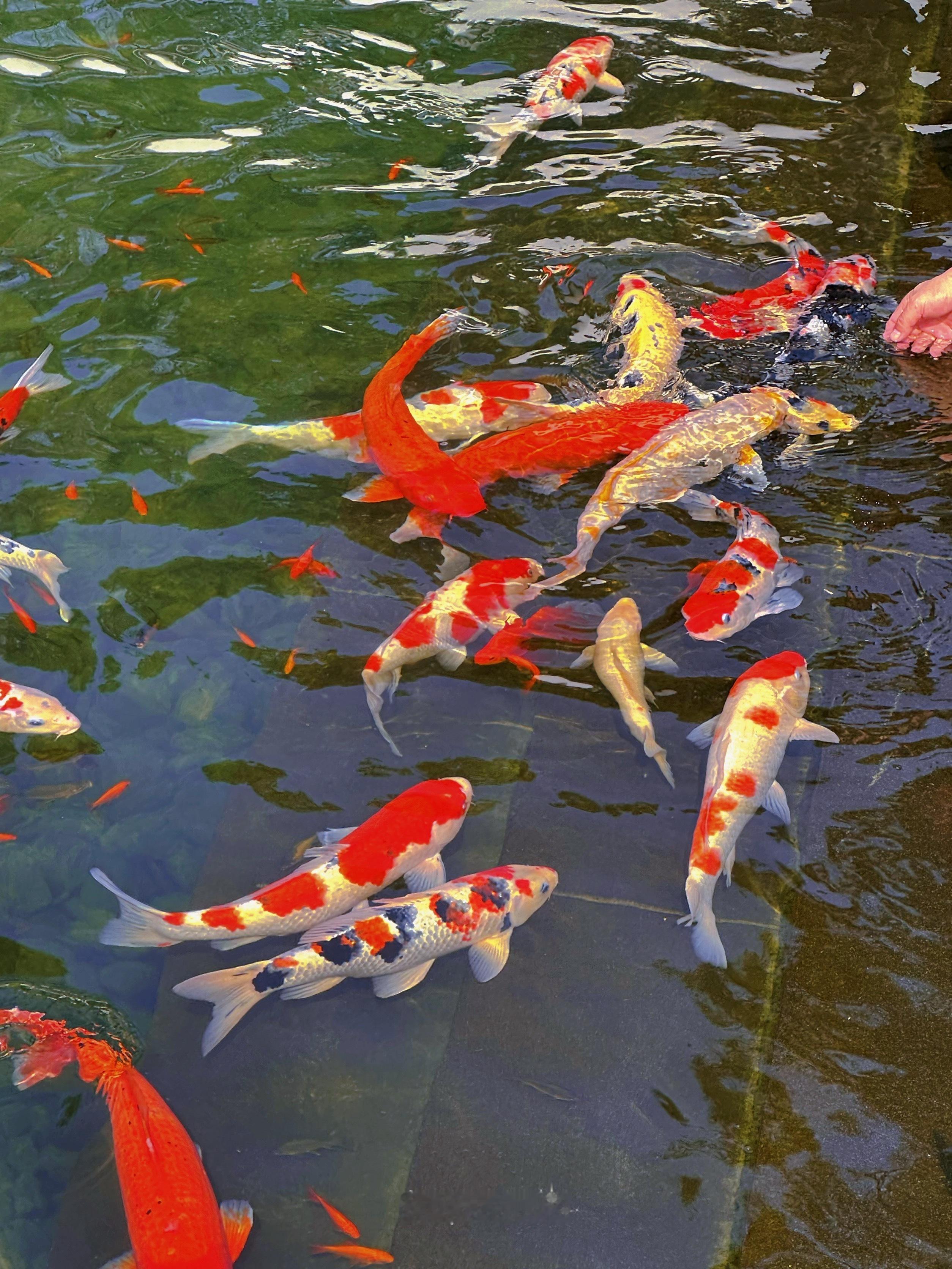 生活不论好坏，每天都是限量版，永远乐观自信，永远积极向上，别让世俗，淹没了生活的