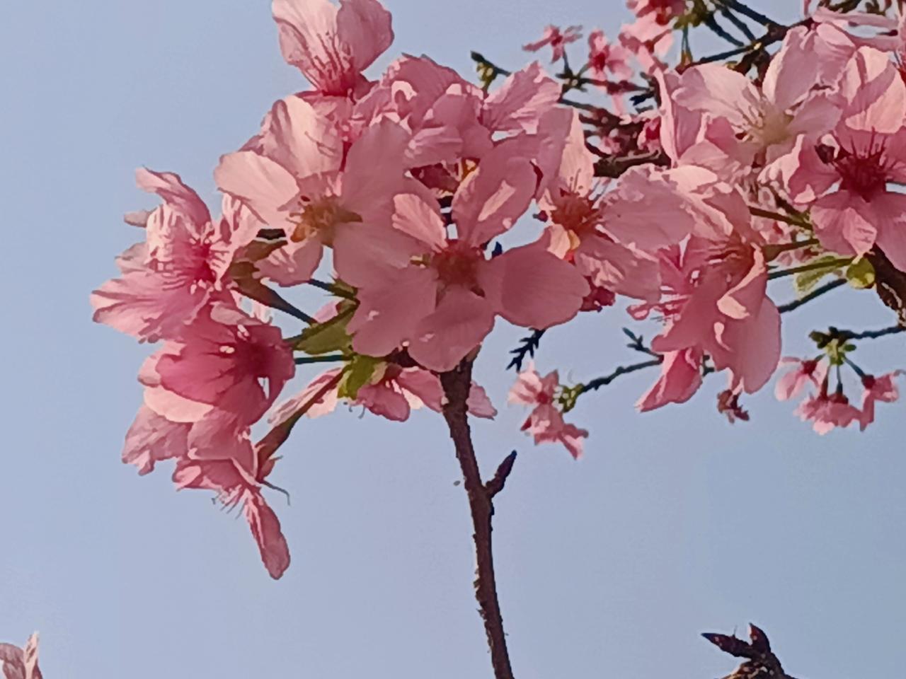 花在枝头，春在人间，我们与浪漫撞了个满怀。