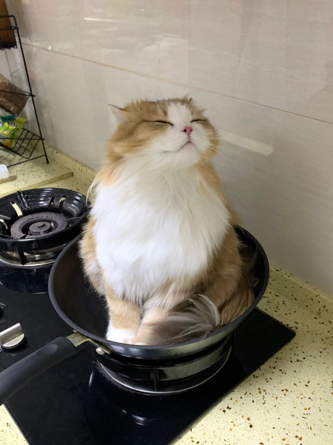 没想到我的猫以前过得这么不好…