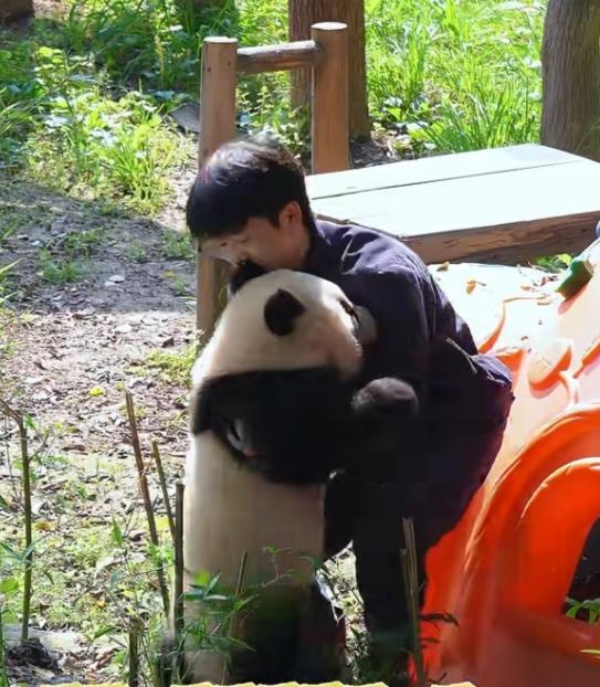 单看小月亮的时候，感觉它的身形没有多大，小小的一只，但是苗苗奶爸把它抱起来时，这