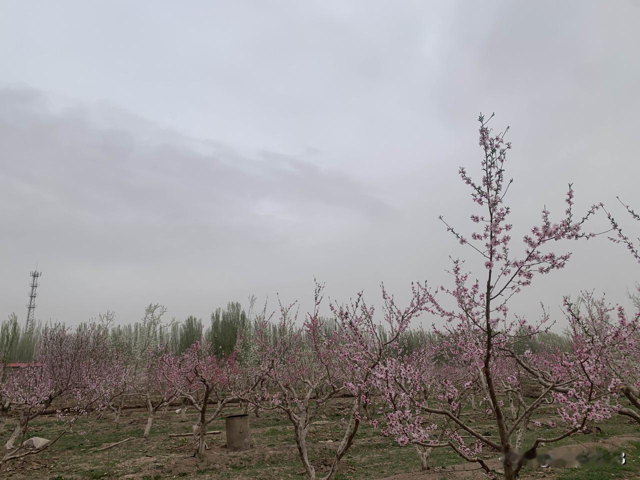 杏花好美呀。春风一拂，枝头便缀满了杏花。
不似桃花浓烈，也不似梨花素净，粉白相间