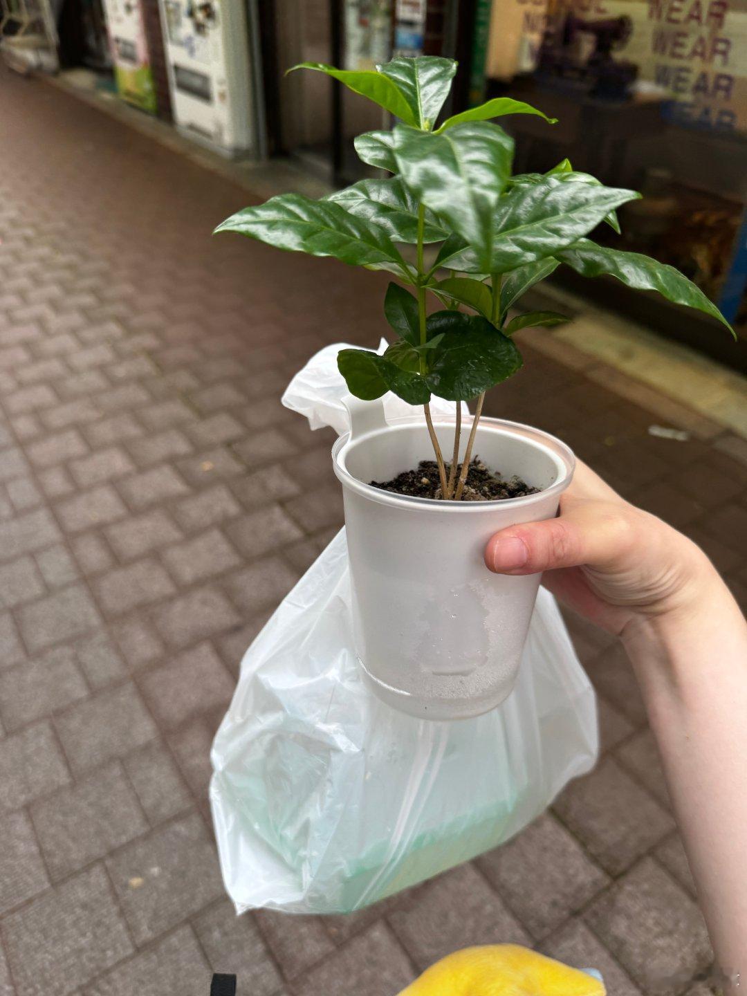 一人一花一鸟迁徙中 