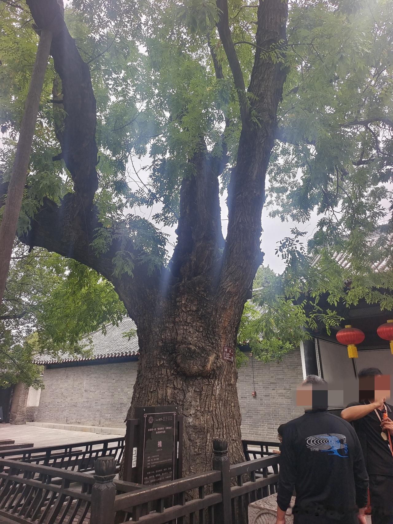 上联：善举流芳百世
下联：恶行遗臭万年

民间古联 征下联 传统文化 古树名木 