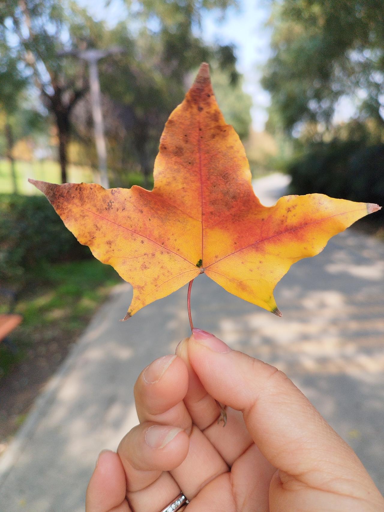 可以分享一张秋景的树叶的照片吗？昨天去浐灞湿地公园拍的，公园很大，处处都有金黄的