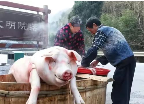 “这是抢钱！”吉林，一农民养了头猪，不小心摔断腿，便在家将其宰杀，见肉太多吃不完