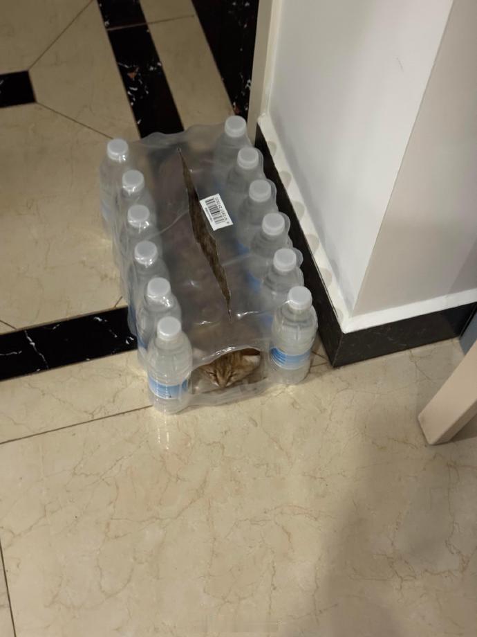 猫咪找到了自己的避暑方式 ​​​
