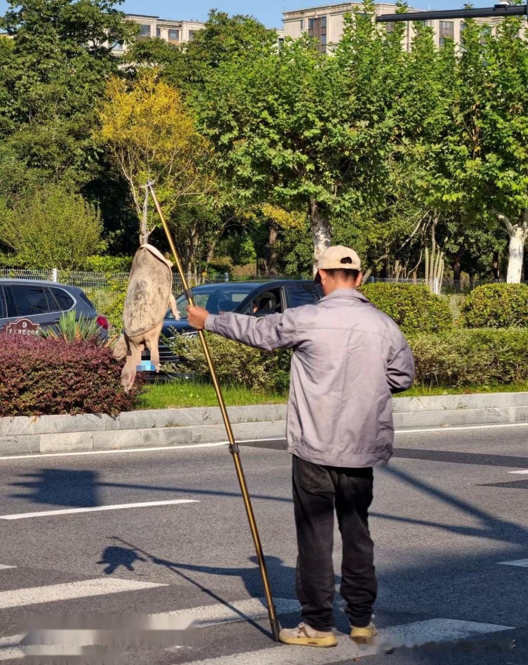 2026年都快要过去了，路边还是时不时能看到这种拿根木棍，吊着一只大鳖或大龟的人