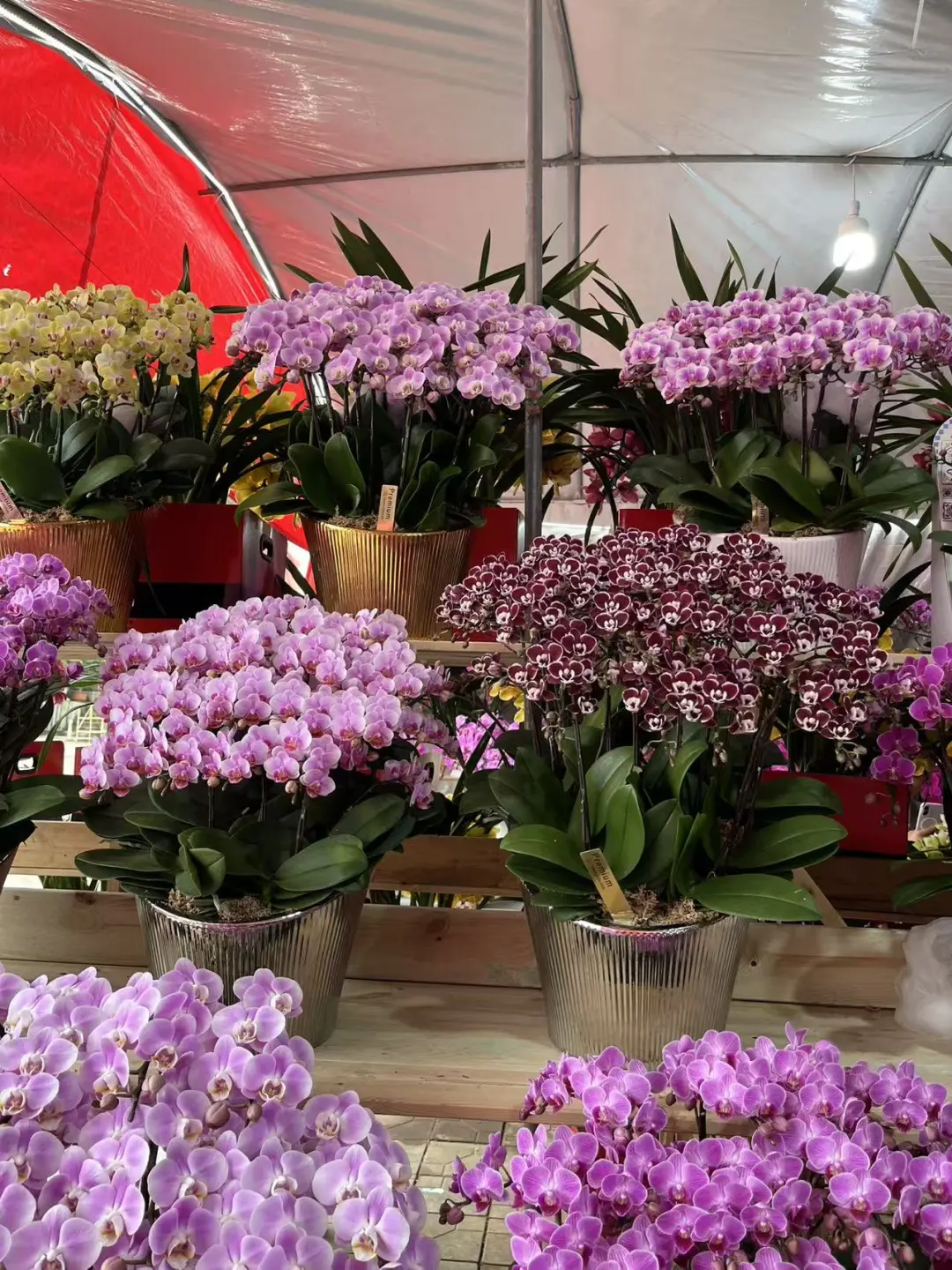 香港全程配送|台湾小兰花