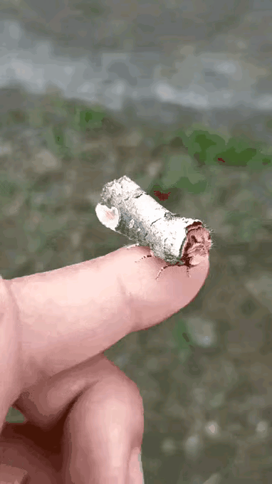 远看是条龙，近看原来是条毛毛虫。 