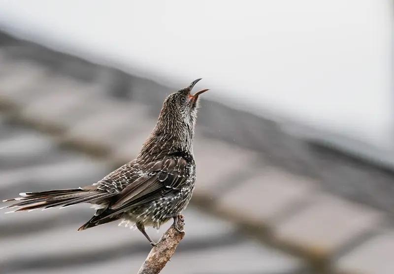 年纪越大，越不想听别人说话又快又尖锐?
高声调、急语速，使人心跳加速、手心冒汗，