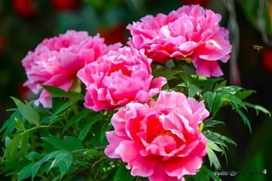 “温柔牡丹花”，光是这名字就充满了诗意。想象一下，穿越千年的风，邂逅那一抹倾城色