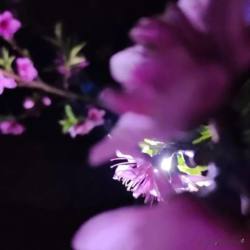 上联:前天柳絮迷天上;
下联:昨夜桃花泪枕旁。
友友请展示下联 友友请出下联 友