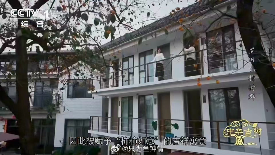 中国少数能现摘现吃的宝藏甜柿柿子界的省心天花板 罗田甜柿：我成熟的那一刻，就是我