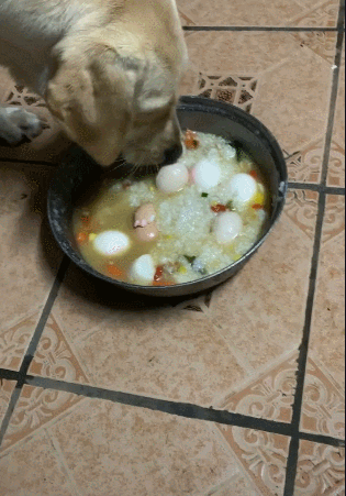 母狗刚生小狗，连煮7个蛋补身体