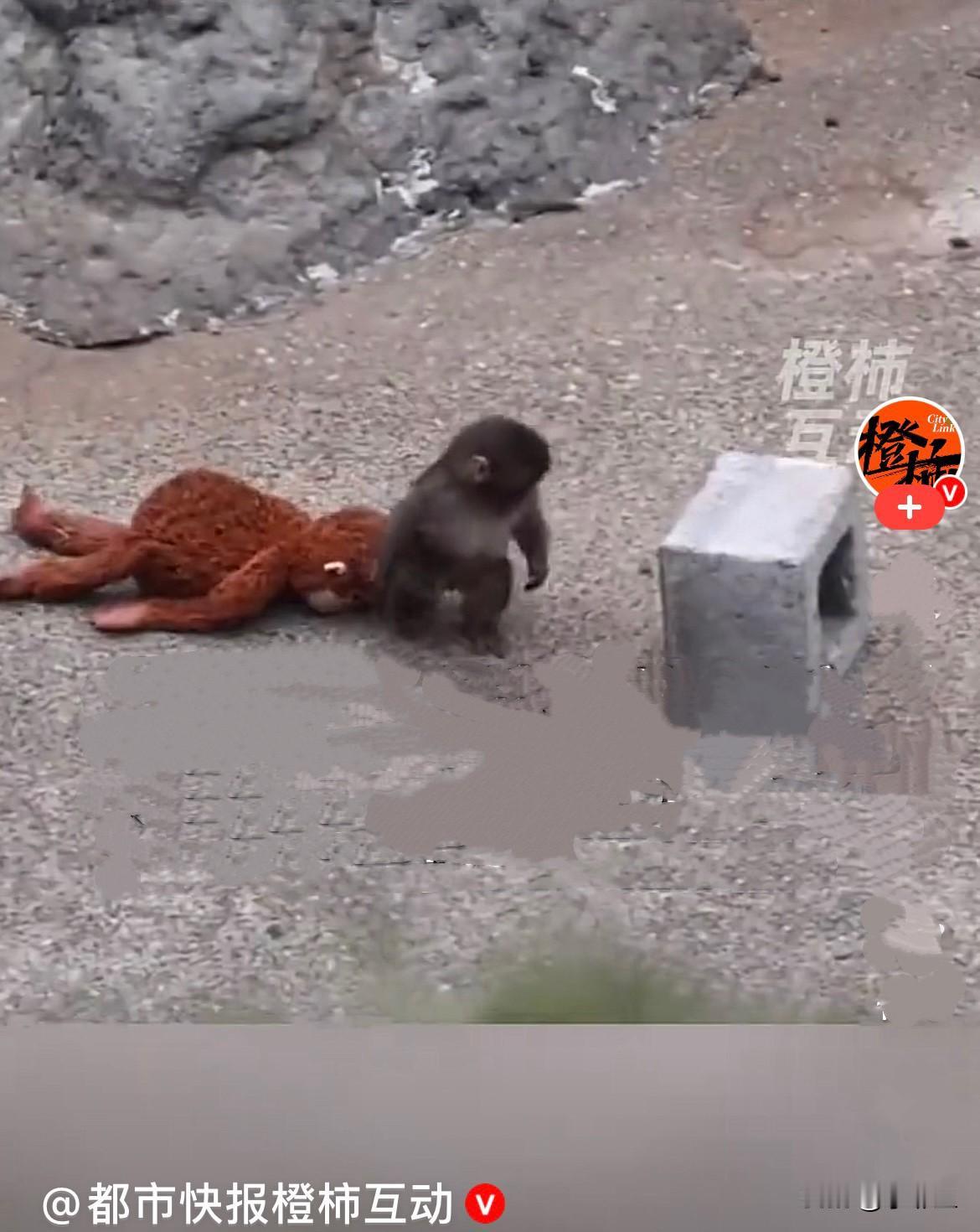 日本小猴潘奇的故事太感人了，我不得不记录它一下……
        小猴潘奇20