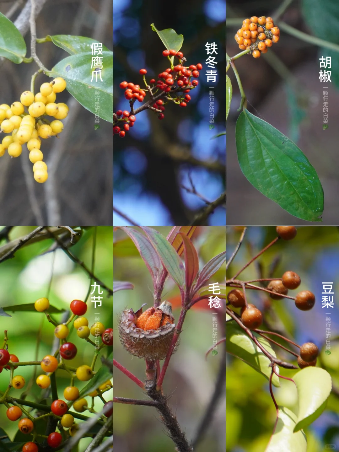 秋天果实图鉴1️⃣｜周末出门找秋实