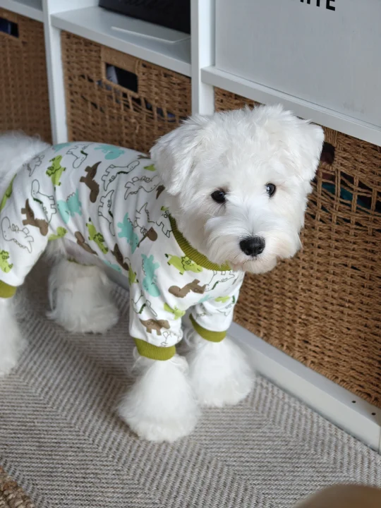 哪来的小孩狗🐶！