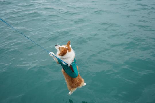 海钓到一只柯基鱼🎣