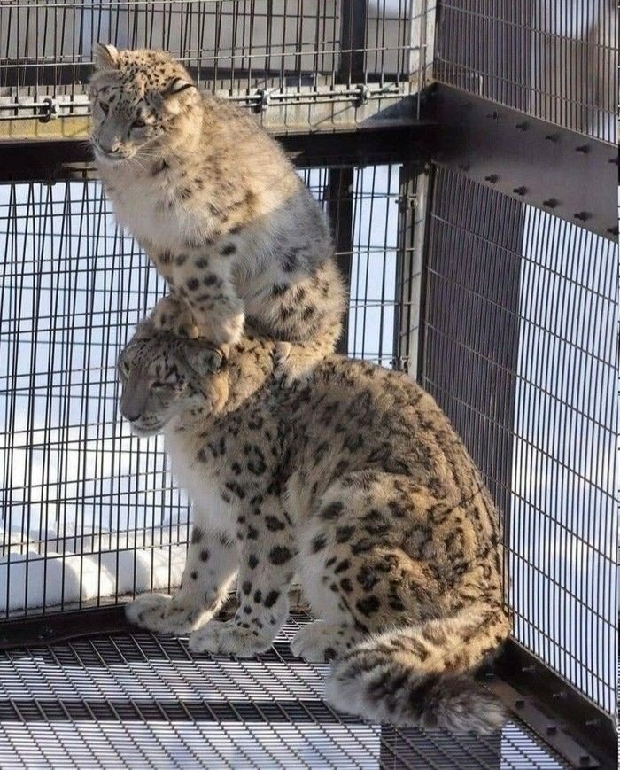 大猫咪叠叠乐[抱一抱] ​​​