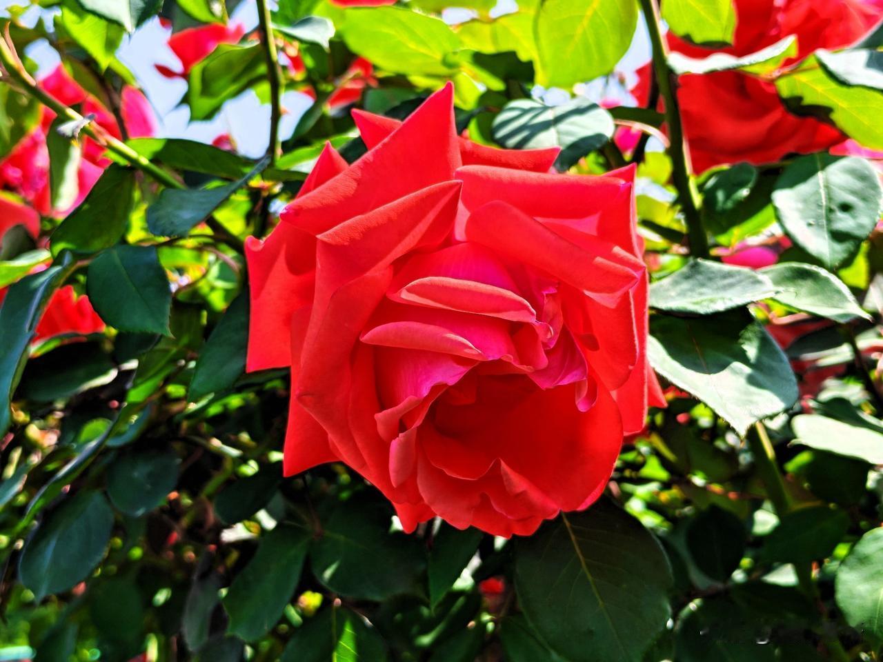 惊艳的红色月季，绽放出无与伦比的美丽！🌹💕