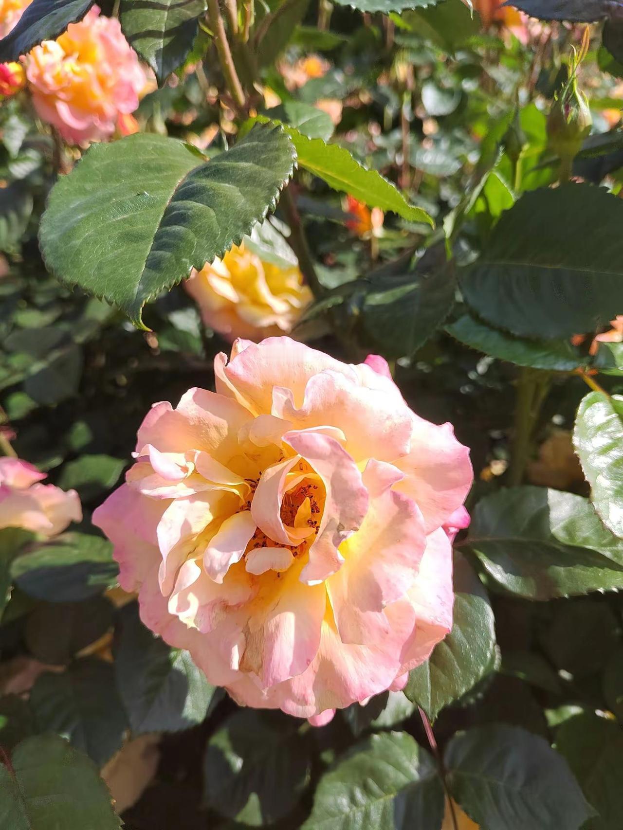 开源公园花正艳，忘记拍个全景了