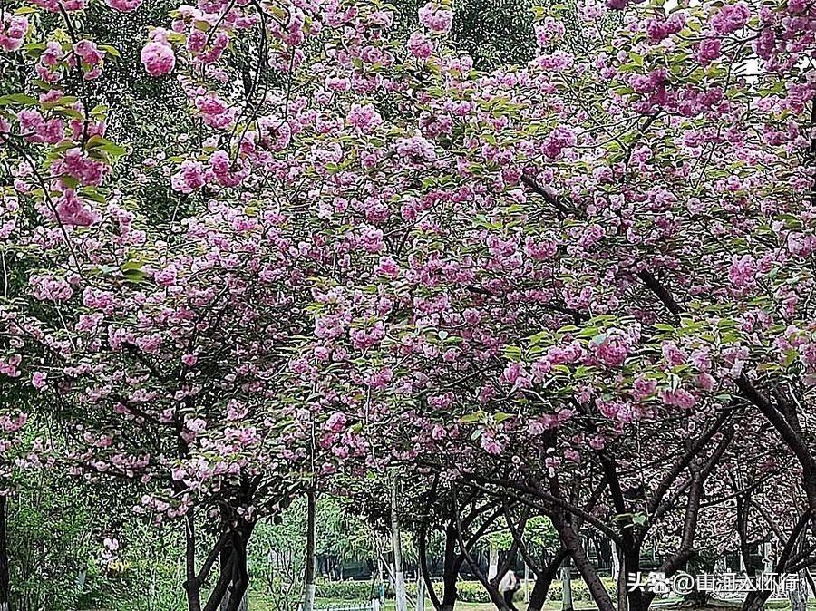 青岛中山公园樱花暴击！30米花道成粉色银河，海风一吹秒入二次元，本地人私藏的春日