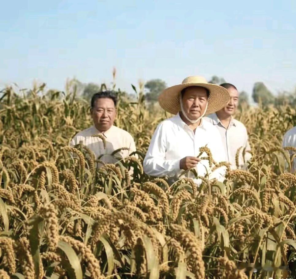 1958年8月7日，毛主席在河南襄城县视察谷子田。视察时毛主席走进齐胸高的谷田，