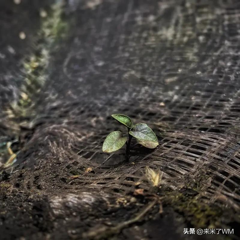 〖钱少与人活〗
为何说钱，一天天减少，你焦虑得不行；可生命一天天消逝，你却毫不在